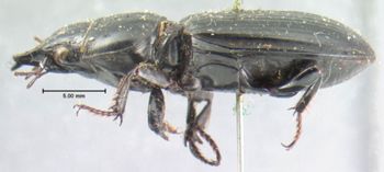 Media type: image;   Entomology 676 Aspect: habitus lateral view
